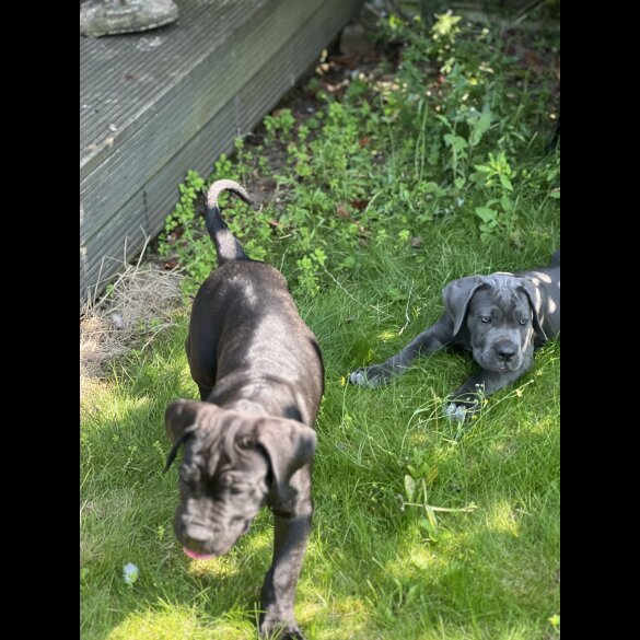 Cane Corso - Both