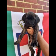 Cane Corso - Both