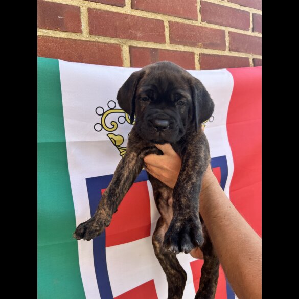 Cane Corso - Both