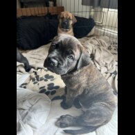 Cane Corso - Both