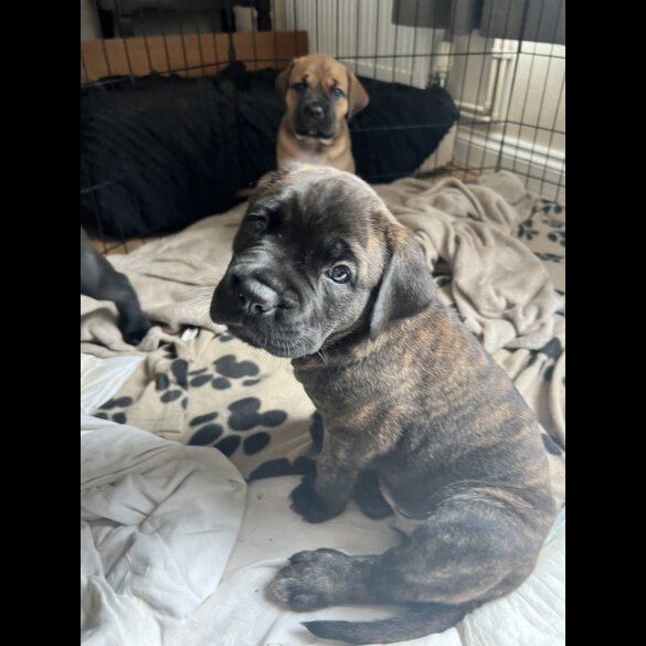 Cane Corso - Both