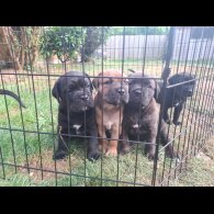 Cane Corso - Both