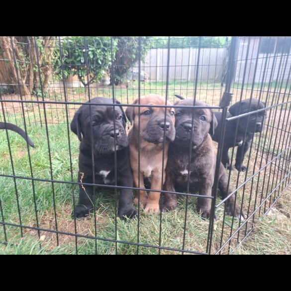 Cane Corso - Both