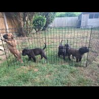 Cane Corso - Both