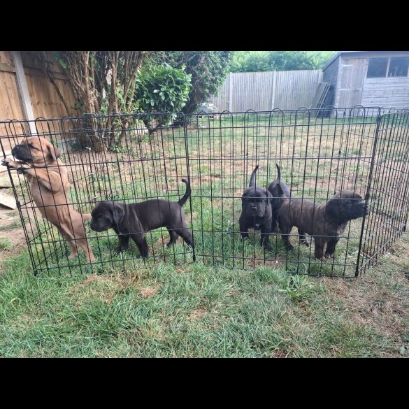 Cane Corso - Both