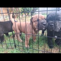 Cane Corso - Both