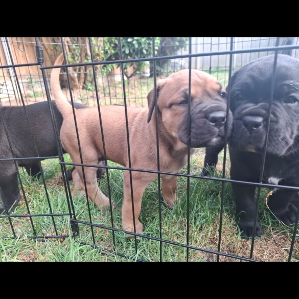 Cane Corso - Both