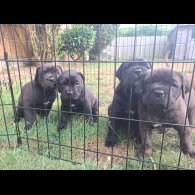 Cane Corso - Both