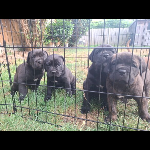 Cane Corso - Both