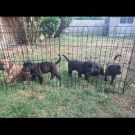 Cane Corso - Both