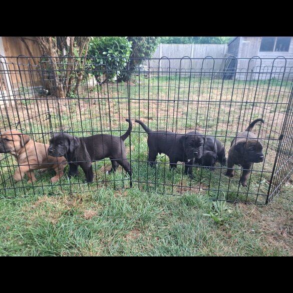 Cane Corso - Both