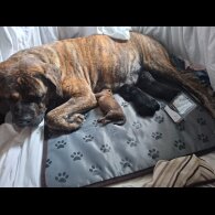 Cane Corso - Both
