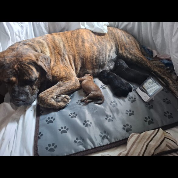 Cane Corso - Both