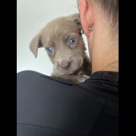 Cane Corso - Both