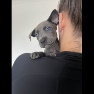 Cane Corso - Both