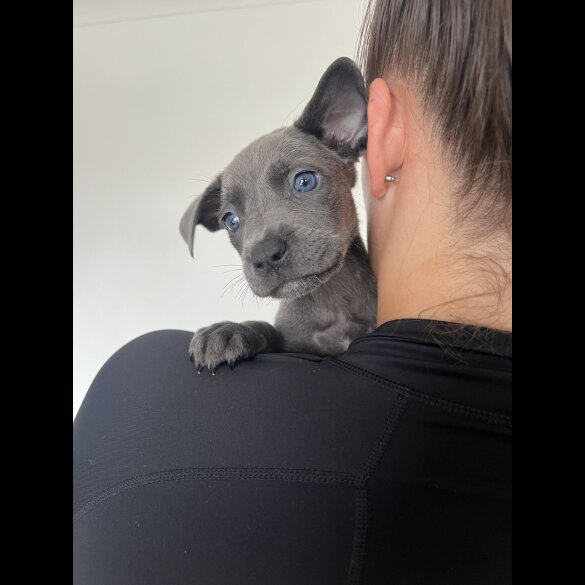 Cane Corso - Both