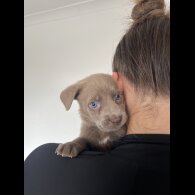 Cane Corso - Both