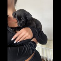 Cane Corso - Both