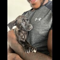 Cane Corso - Both