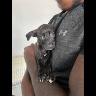 Cane Corso - Both