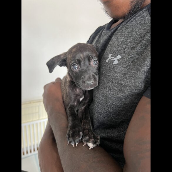 Cane Corso - Both