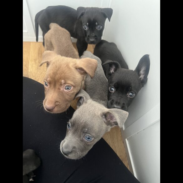 Cane Corso - Both