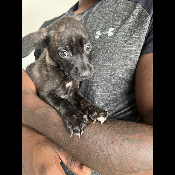 Cane Corso - Both