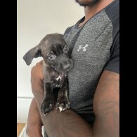 Cane Corso - Both