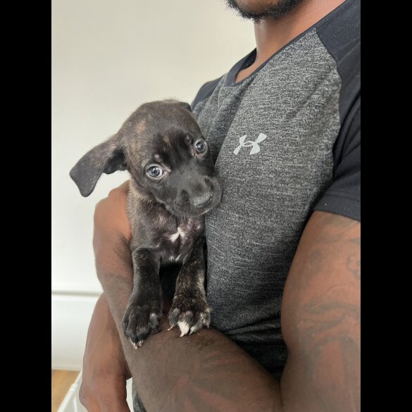 Cane Corso - Both
