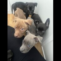 Cane Corso - Both
