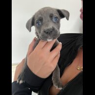 Cane Corso - Both