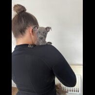 Cane Corso - Both