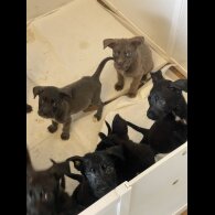 Cane Corso - Both