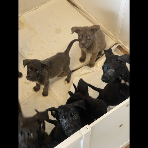 Cane Corso - Both