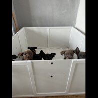 Cane Corso - Both