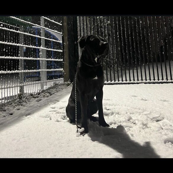 Cane Corso - Both