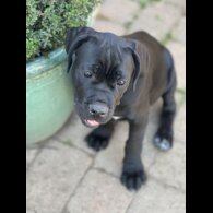 Cane Corso - Both