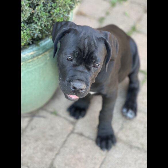 Cane Corso - Both