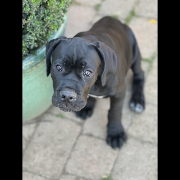 Cane Corso - Both
