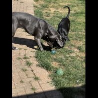 Cane Corso - Both