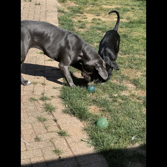 Cane Corso - Both