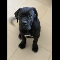 Cane Corso - Both