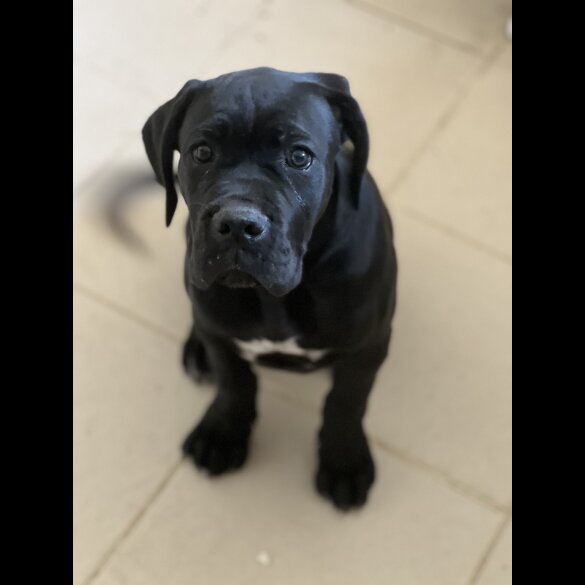 Cane Corso - Both