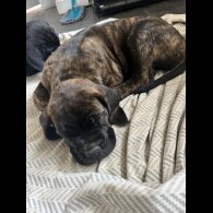 Cane Corso - Both