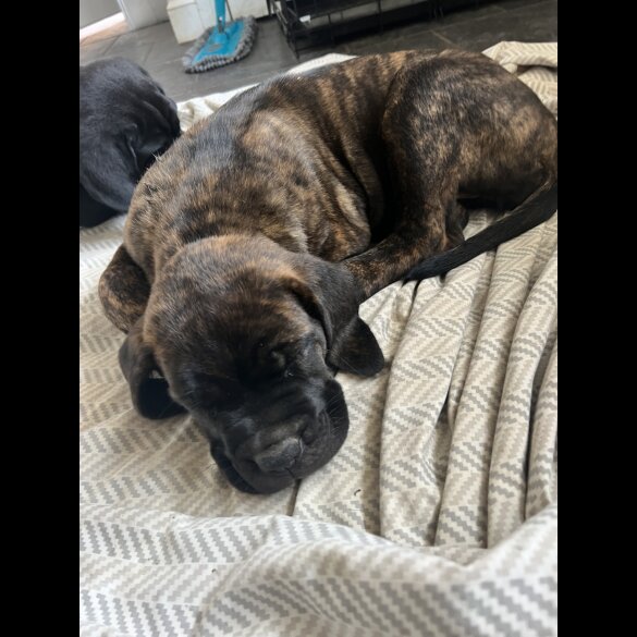 Cane Corso - Both