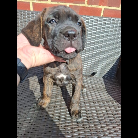Cane Corso - Both