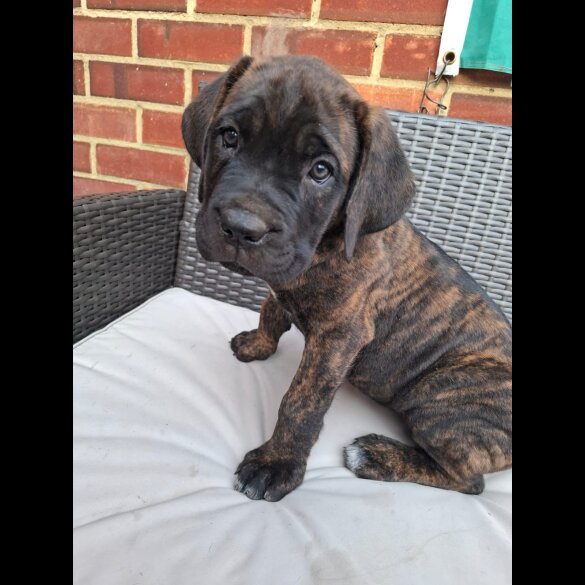 Cane Corso - Both