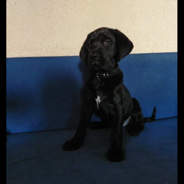Cane Corso
