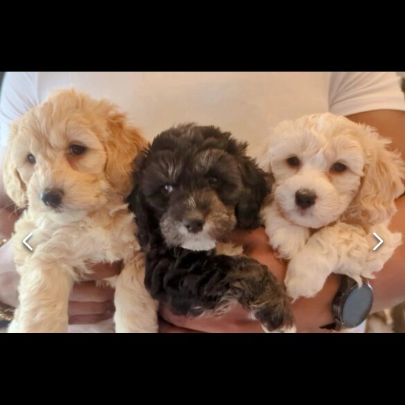 Cavachon - Both