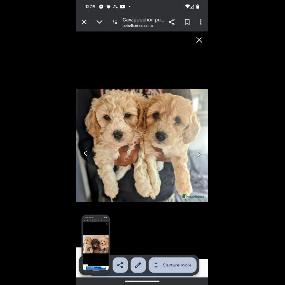 Cavachon - Both